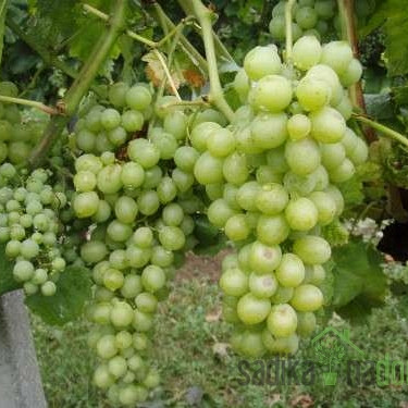 Trta Kraljica vinograda